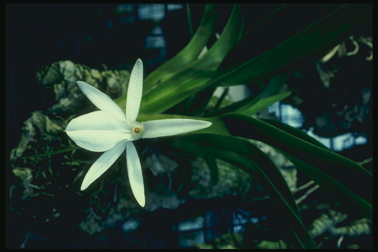 Orquídea-snowdrop