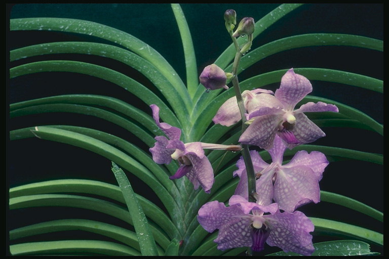 Orchid plankumainās ar palmas zars