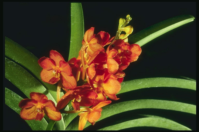 Fjuri orkidej flame-oranġjo.
