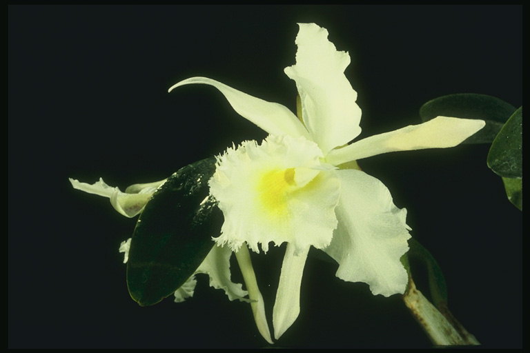 White orkide