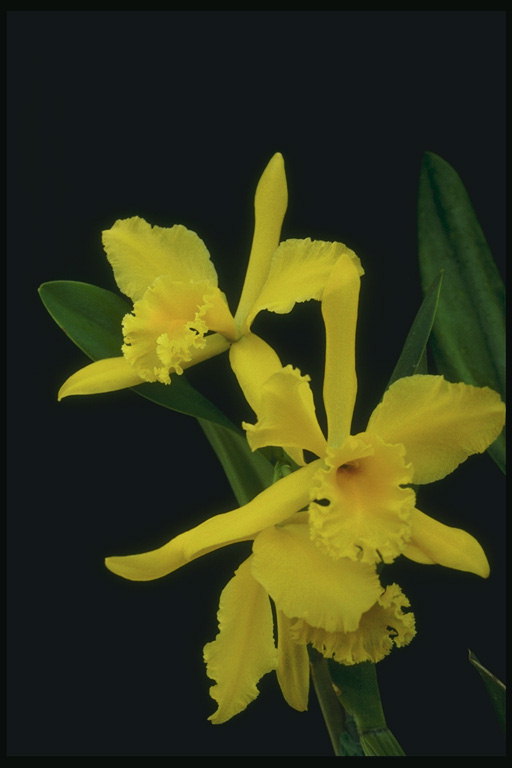 Orchid saulains dzeltena.