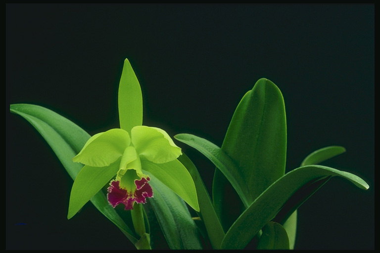 Orkidyas malambot maputlang berde na may pula puso.