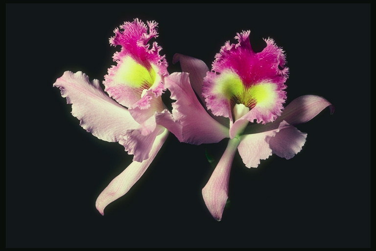 Orchidee roze met golvend randen.