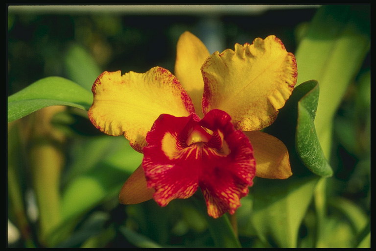 Orchid oranžová s červeným rámečkem.