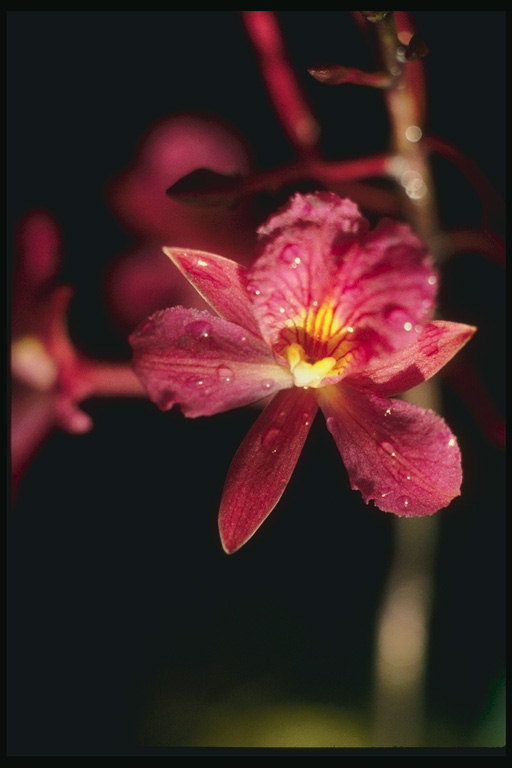 L\'orquídia de color rosa brillant amb nervate marcat en vermell a la gota de rosada.
