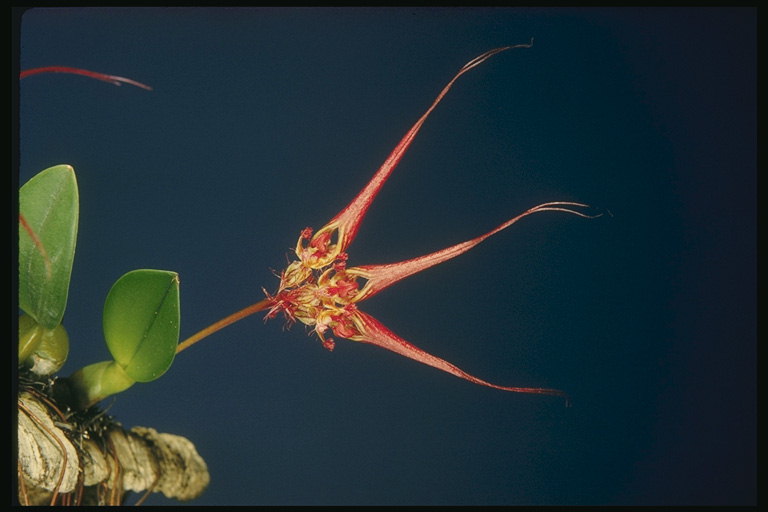 Сорт орхидеи с Nite-подобен венчелистчета.