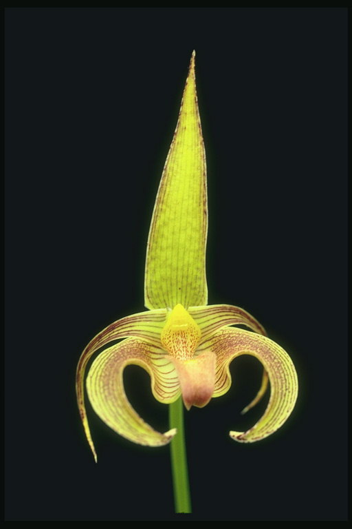 Orchid dans rayé de citron