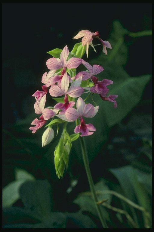 Ветка орхидеи розового тона, цветы с трех лепестков.