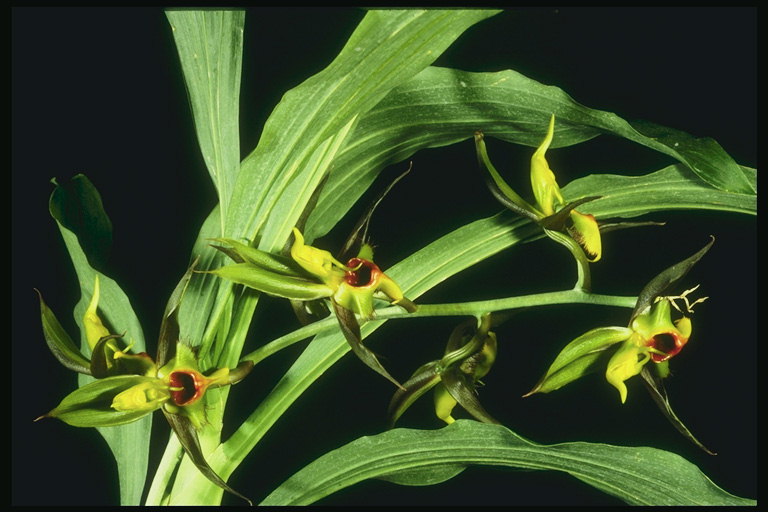 Variedades orquídea tons verdes, con longas follas fibrosas.