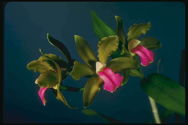 Орхидея с  волнистыми лепестками.