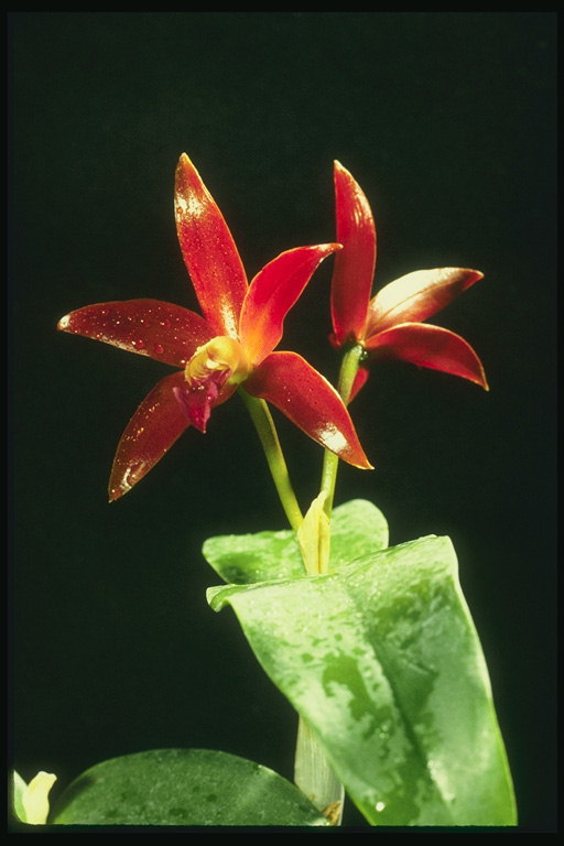 Orchid raudona, didelių lapų tamsiai žalios dėmės.