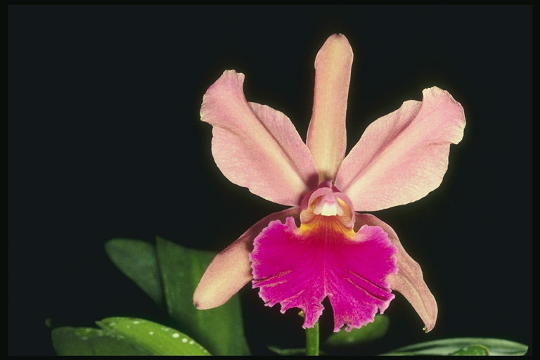 Pàl lid rosa orquídia sobre fons negre.