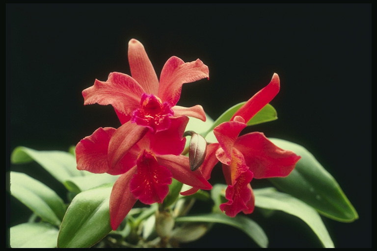 Filiāles garums sarkano orhideju ziedlapiņām un ilgi shiny lapām.