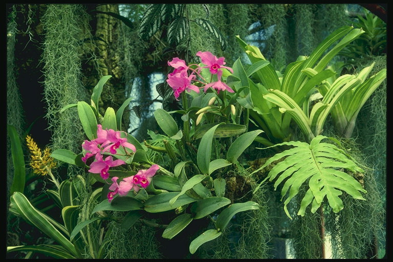 Orangery fl-tropikali-style: bush orkidej, pali, felċi.