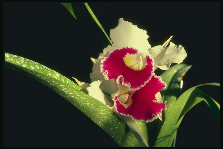 Куст орхидей с бахромой на концах лепестков.