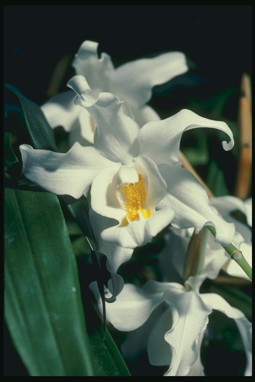 Бялата Orchid.