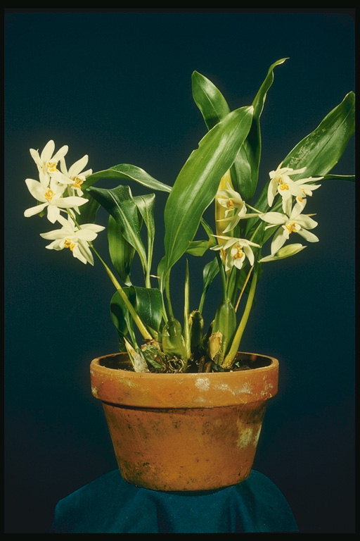 Orchidée en pot.