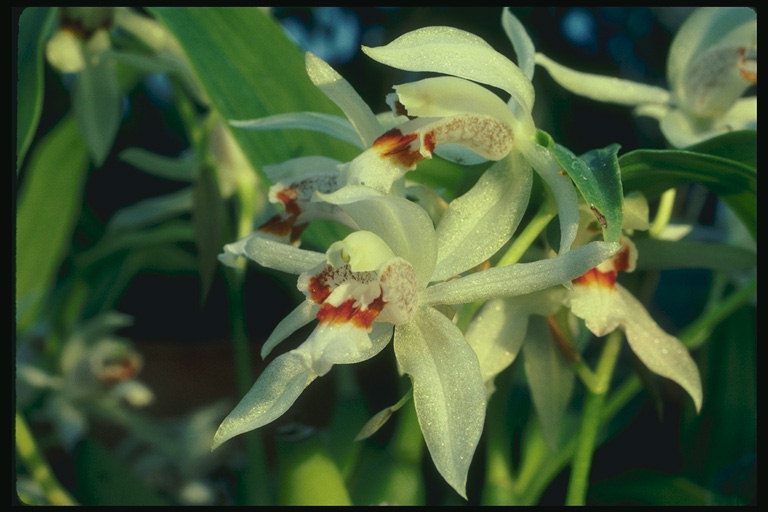 Transparent orkidyas sa pilak guhitan