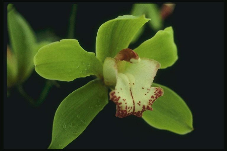 Orchid cytrynowym kolorze, z krawędziami z płatków edukacyjnych.