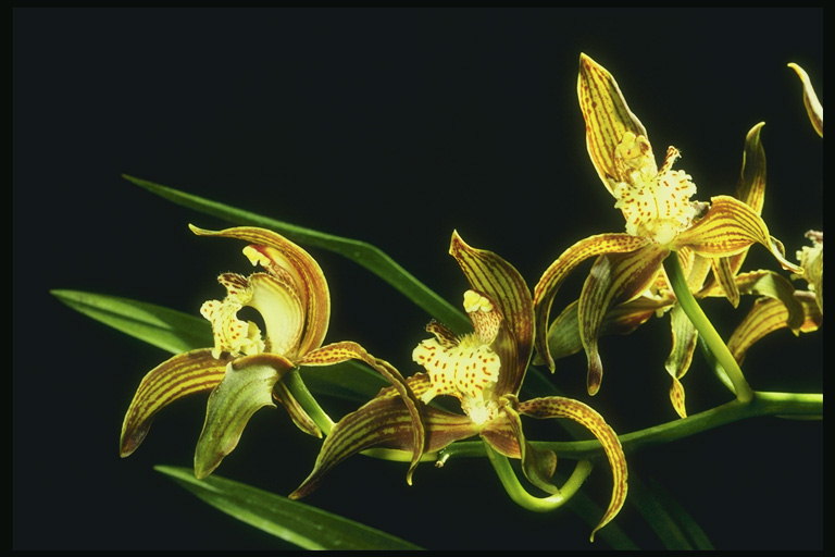 Orchid emas, dengan panjang belang petals.