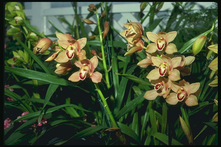 Lichtroze orchideeën op korte benen met lange dunne bladeren.