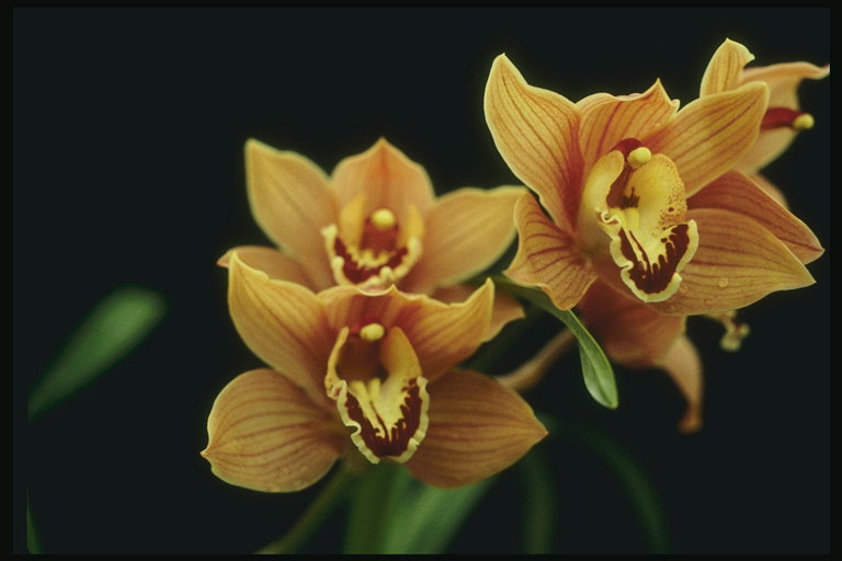 Oranžovo-růžové orchideje s červenými proužky a světlé žluté srdce.