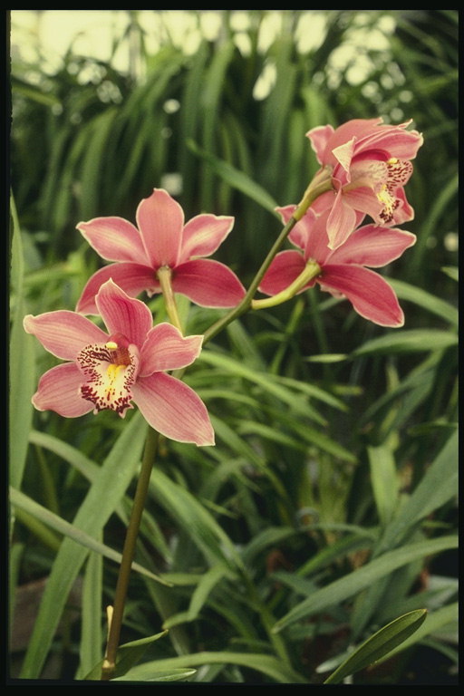 Bush orchid roża ma petali abjad frame.