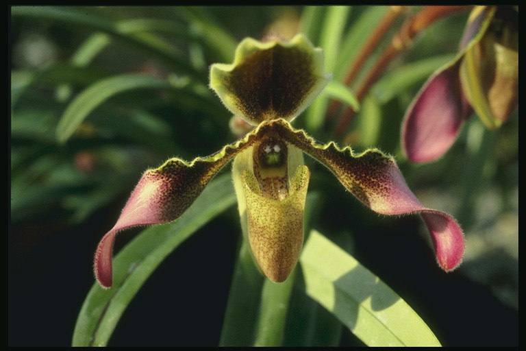 Orchid dėmėtojo rudos atspalviai.