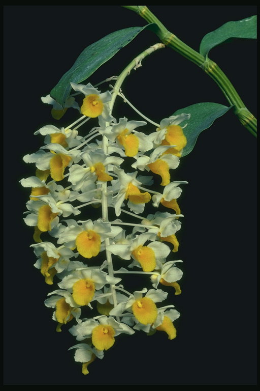 Žiedynai baltos orchidėjos su geltona viduryje.