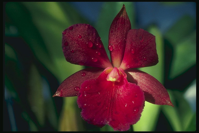 Orquídia vermella en gotes de rosada.