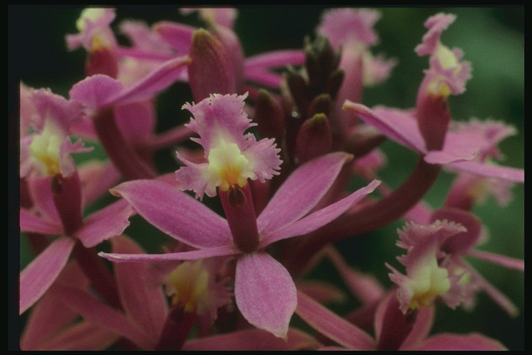 Pink Orchid s vlnitý srdca.