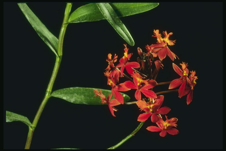 Ang mga sangay ng orchids