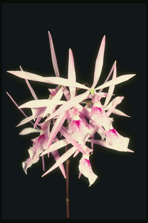 Orquídea rosa con pétalas longo, semellante ao muíños.