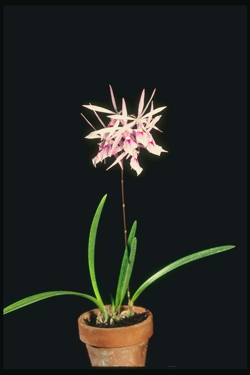 Thin terälehdet kukkien on orkidea potin.