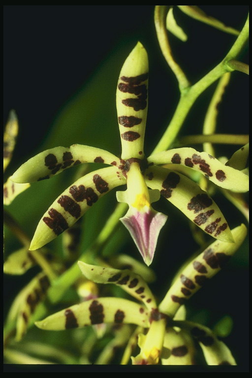 Orchideen in den braunen Flecken.