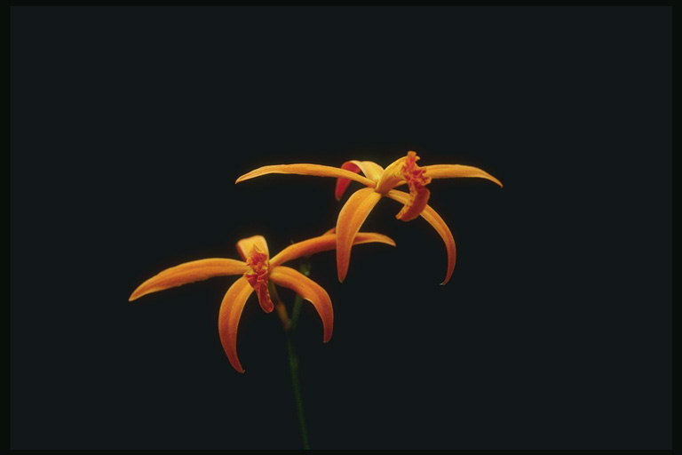 Оранжевые цветы орхидей.