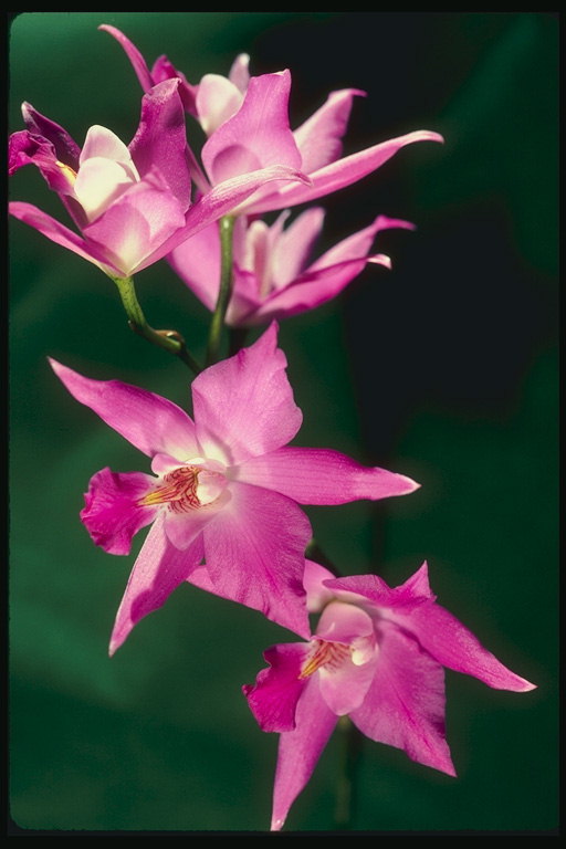 Helderroze orchideeën met acute bloemblaadjes.