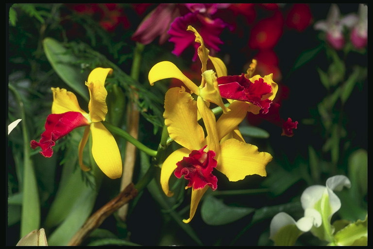 Kwietniki orchidee: żółty z czerwonym sercem, biały, bordowy.
