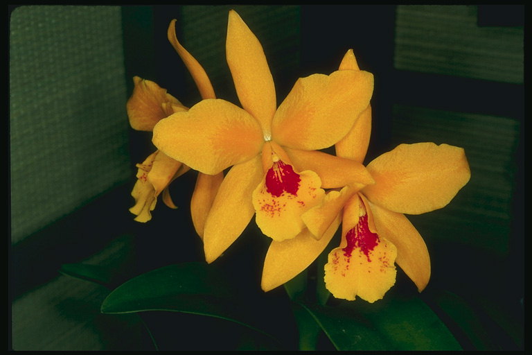 Bright orange orkideer i en boks.