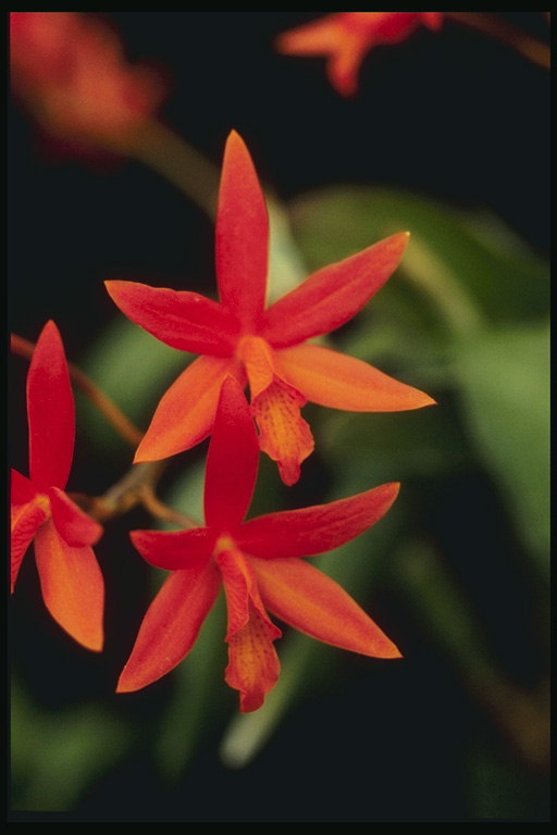 Orquídea tono zanahoria.