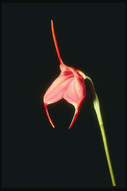 Orquídea con tres pétalas.