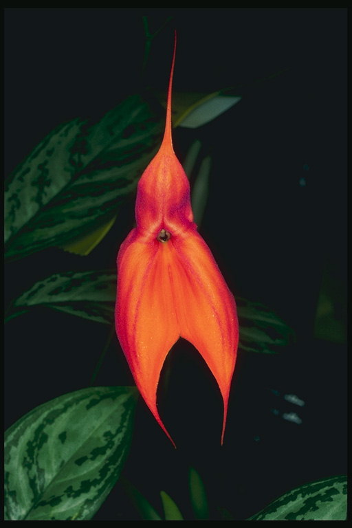 Oranžovo-červenou orchidej.