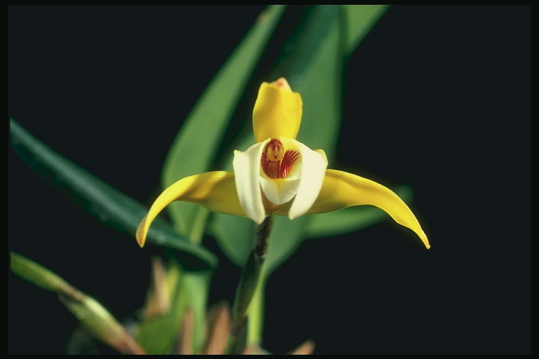 Orchid longo fino con pétalas.