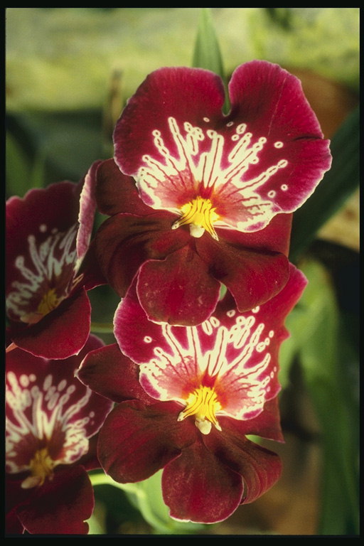 Orchid claret, cun corazón branco.