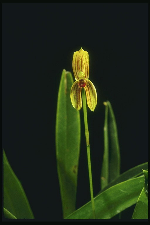 Orquídea com uma pequena flor amarela