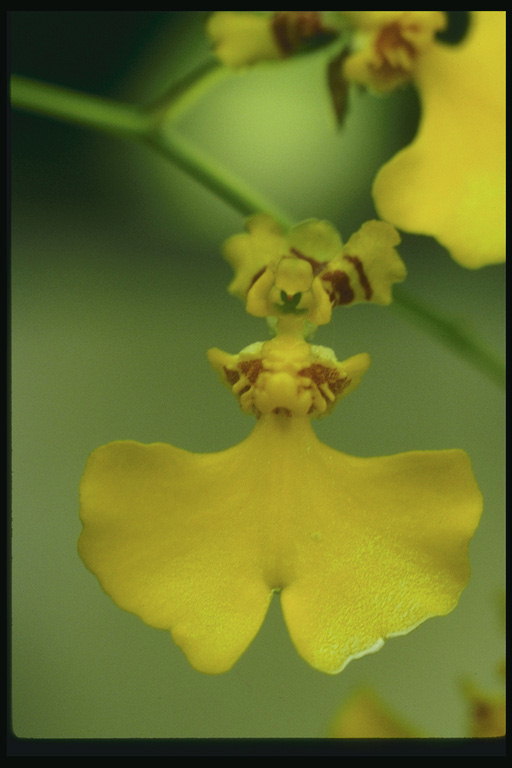 Gelbe Blume.
