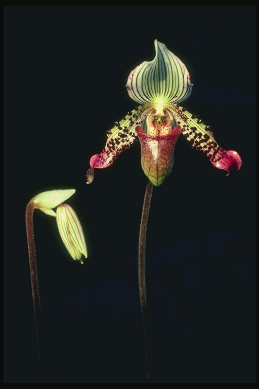 Orchid koos läikiv kroonlehed.
