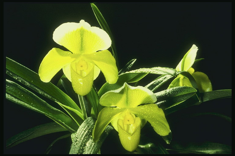 Ryškios šviesiai žalios orchidėjos.