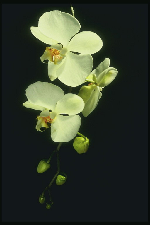 The branch of white orchids with a bud.