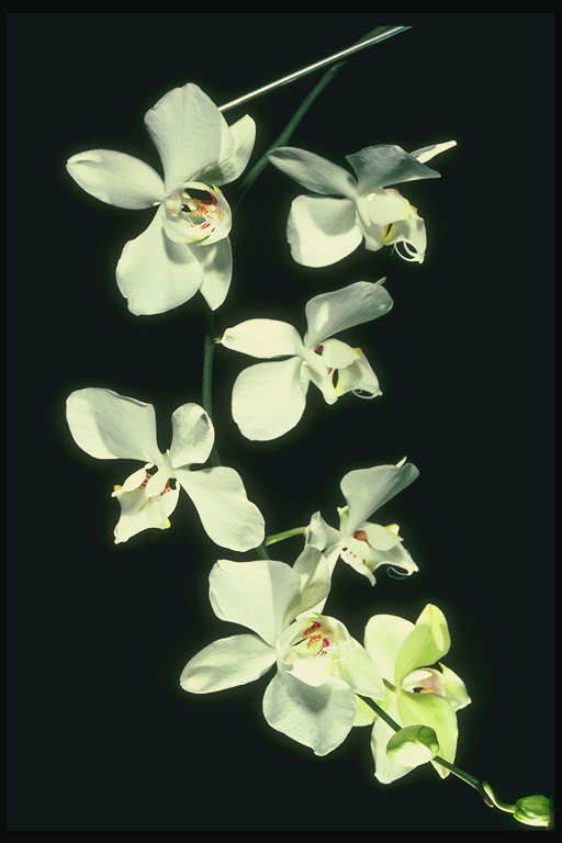 Den gren av vita orkidéer med tunna stjälkar